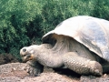 ecuador-101-galapagos-santa-cruz